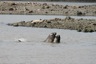 Elephant seals fighting - or playing