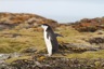 Chinstrap penguing on his way to the nearby rookery