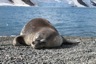 Weddel seal sleeping on Dufayel Island