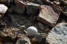 A nest between the stones, probably of an antarctic tern