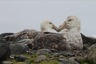 Another giant petrel