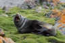 First fur seal this season