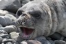 A young elephant seal