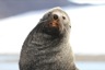 Another fur seal