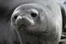 A weddel seal