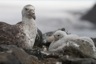 Giant petrel with its offspring