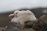 Another giant petrel chick, there's about 23 of them in the nearby colony