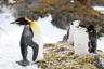 King penguin among molting adelis and chinstraps