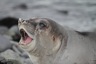 Young elephant seal