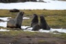 Fur seals playing on the grass