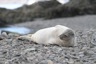 Male weddel seal lazying around