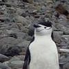 3 chinstrap penguins in front of the american Copacabana