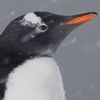 gentoo penguin in snow