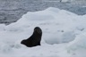 One more fur seal