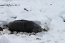 Fur seals aren't bothered by snow much