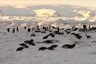 Gentoo penguins at Jedynka Point