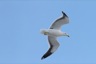 Another gull