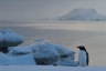 A lone gentoo at dusk