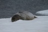 The elephant seal male seems to be enjoying itself