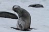 More fur seals