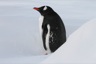 There were a few gentoo penguins resting on the beach