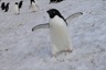 Adeli penguin