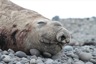 Elephant seal bull