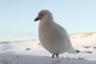 A sheathbill photographed through one of the windows - shows how much snow there was outside
