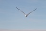 Seagull on approach