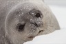 Weddel seal