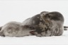 The weddel seal pup is growing