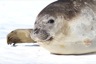 Adult elephant seal (female)