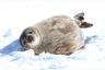 Weddel seal, cute as always