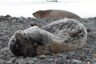 Young weddel seal