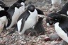Adeli colony with a chick killed by other penguins
