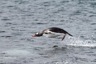 Penguins can fly too!